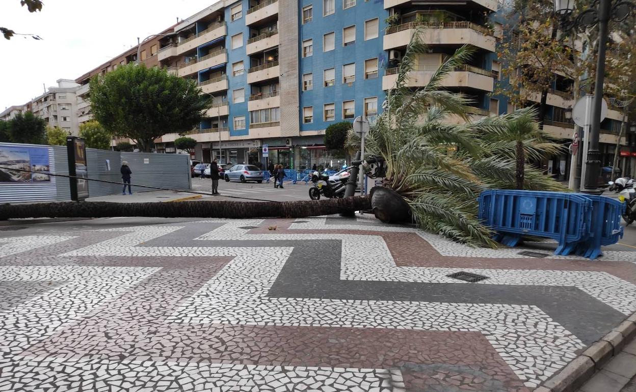 El viento derriba una palmera y corta el paseo de Gandia