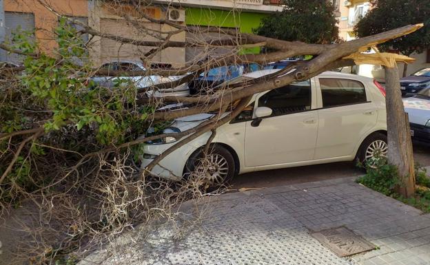 Imagen principal - El viento en Valencia provoca el cierre de la pista de hielo, caída de árboles y cancelaciones de trenes