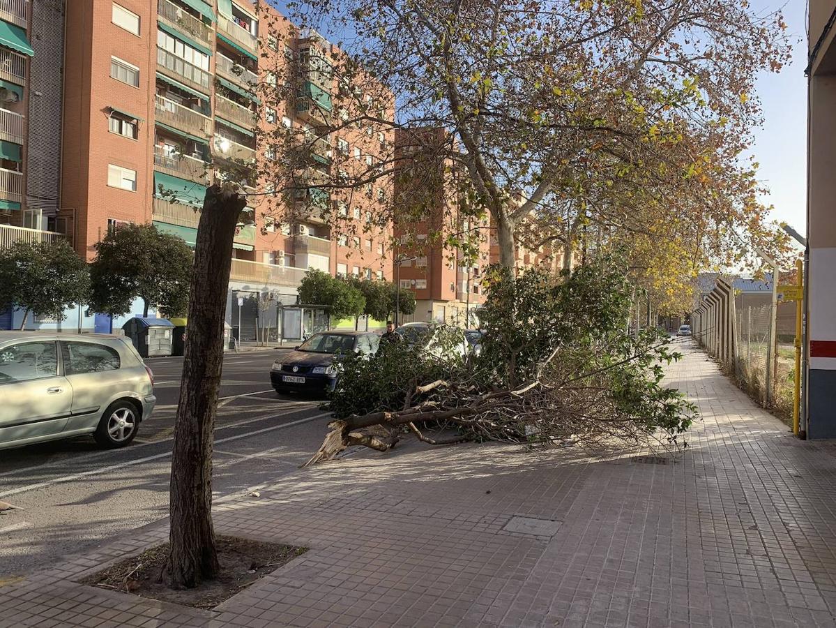 Fotos: Efectos de las fuertes rachas de viento en Valencia