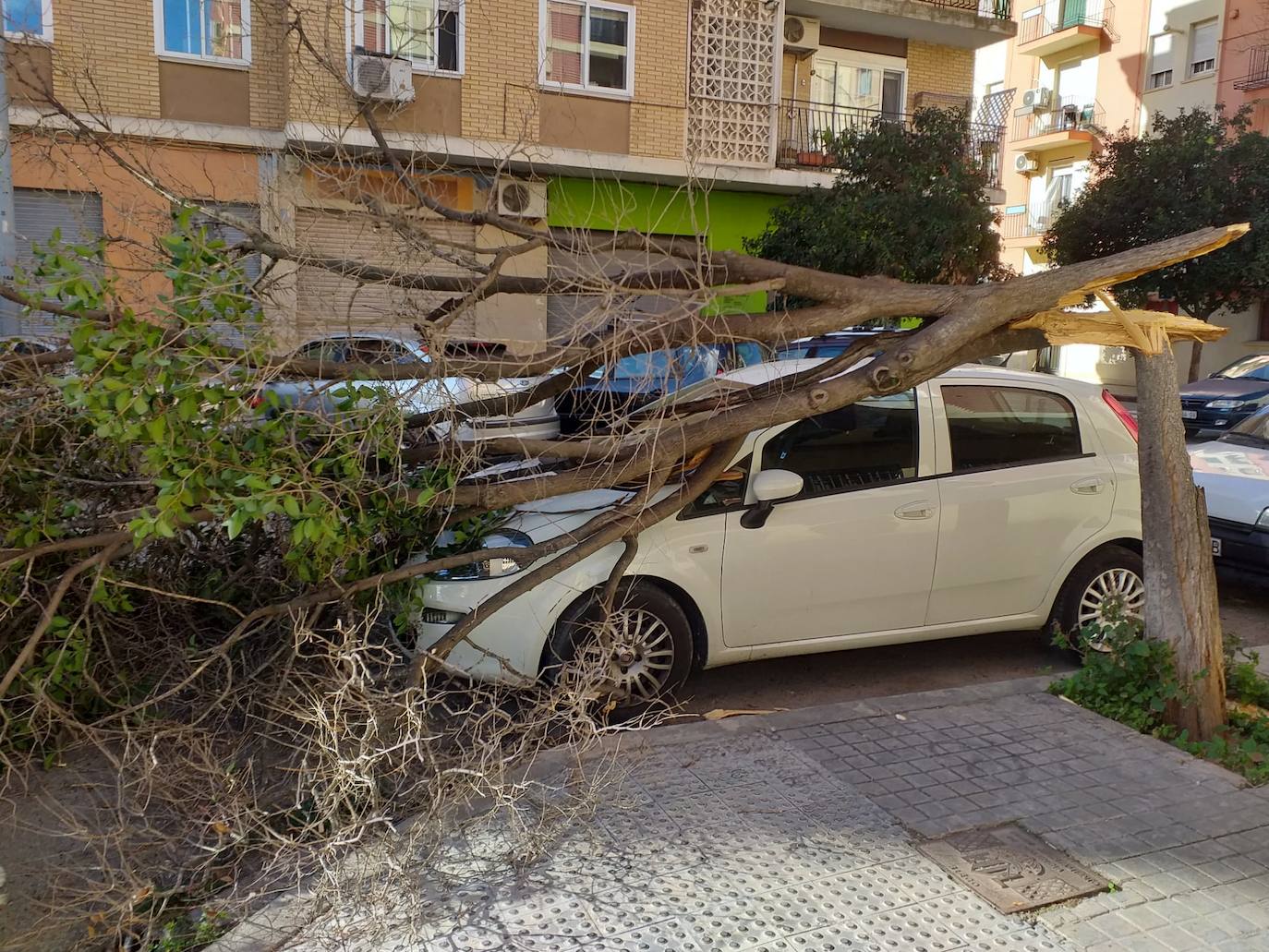 Árbol caído en la calle Horticultor Bosch de Valencia.