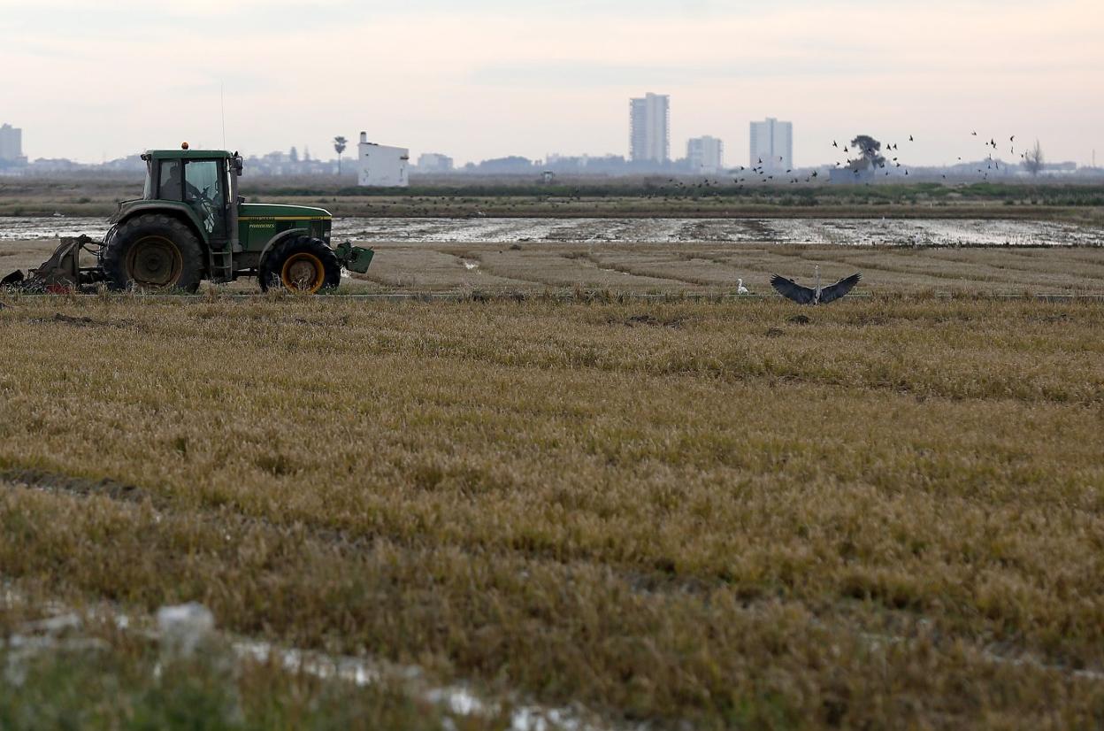 Arrozales en pleno cultivo en la Albufera. 