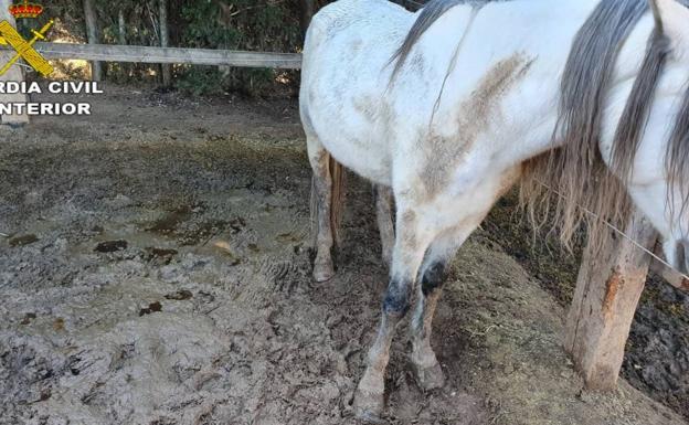 Ejemplo del mal estado en el que se encontraban los equinos.