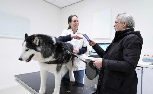 Un perro en el veterinario. 