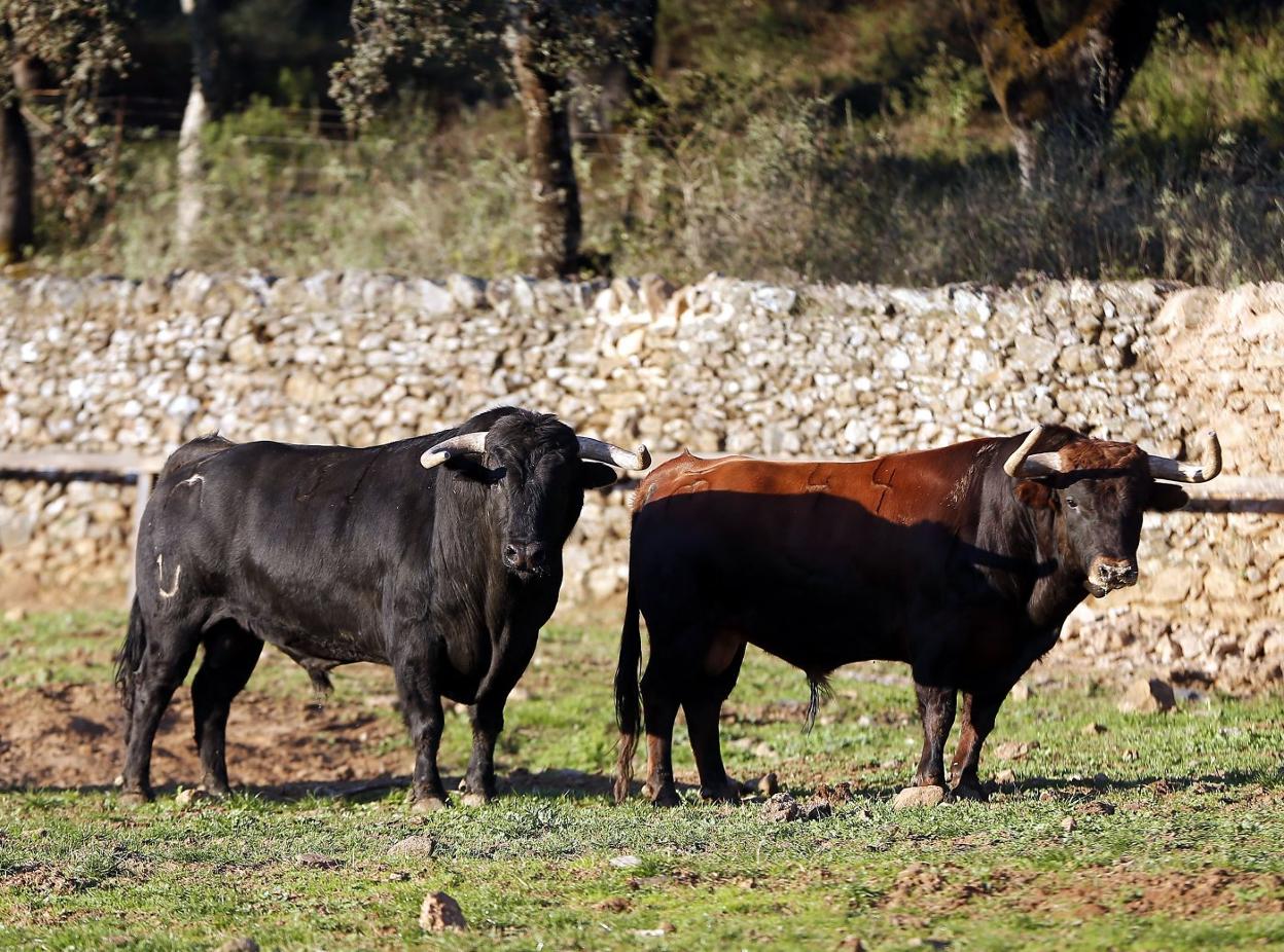 Toros de El Parralejo en su nueva residencia de Aracena. 