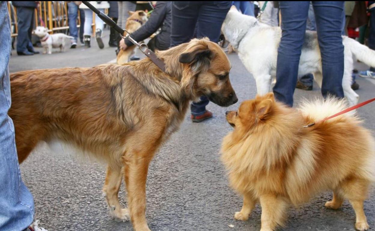 Bendición de animales celebrada en Valencia, en una imagen de archivo. 