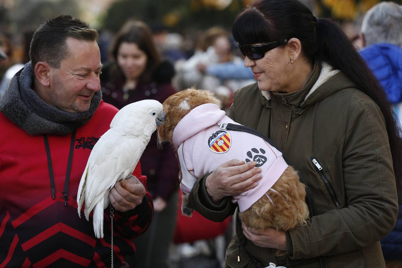 Fotos: Las mascotas celebran San Antonio en Valencia