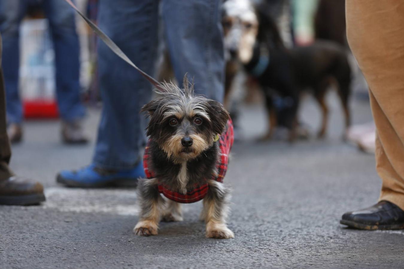 Fotos: Las mascotas celebran San Antonio en Valencia