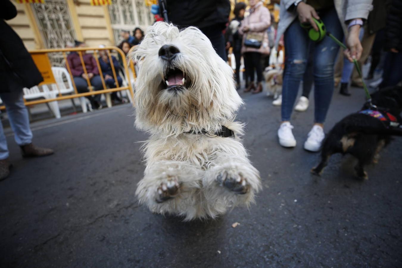 Fotos: Las mascotas celebran San Antonio en Valencia