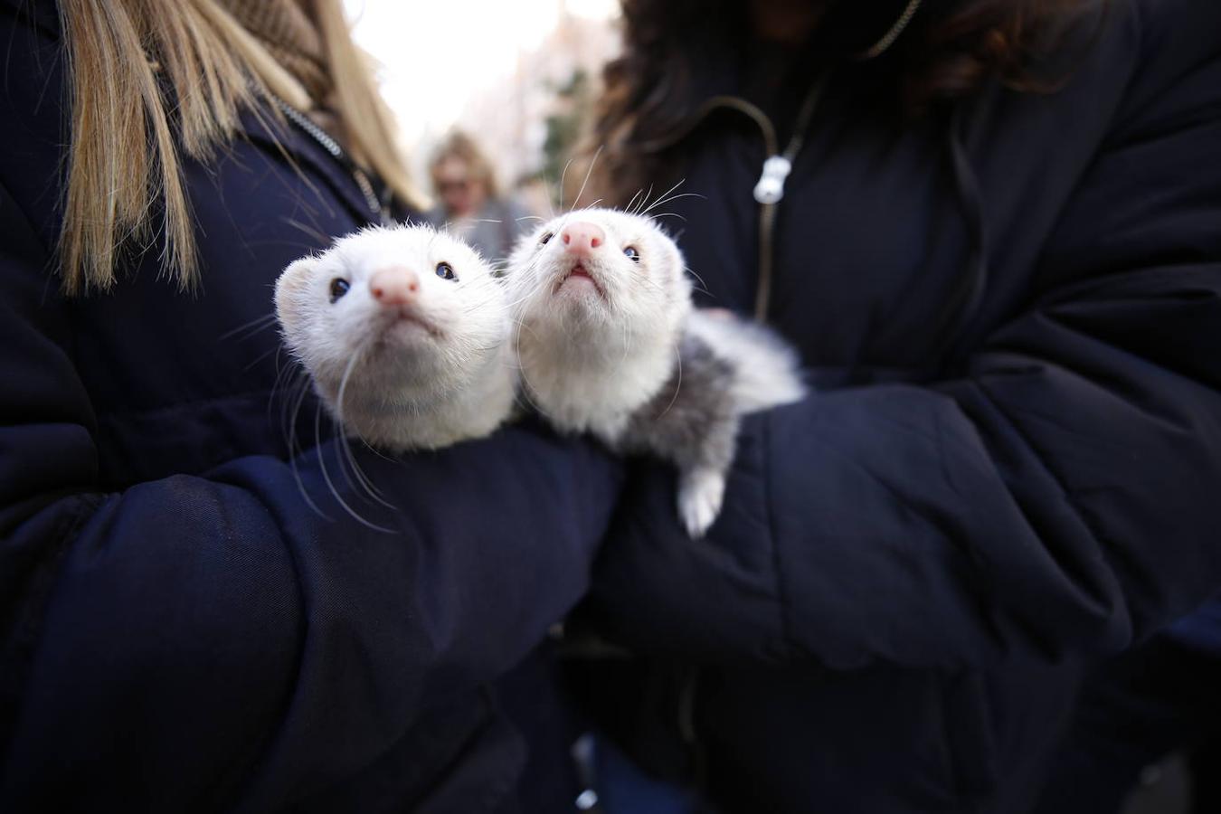 Fotos: Las mascotas celebran San Antonio en Valencia