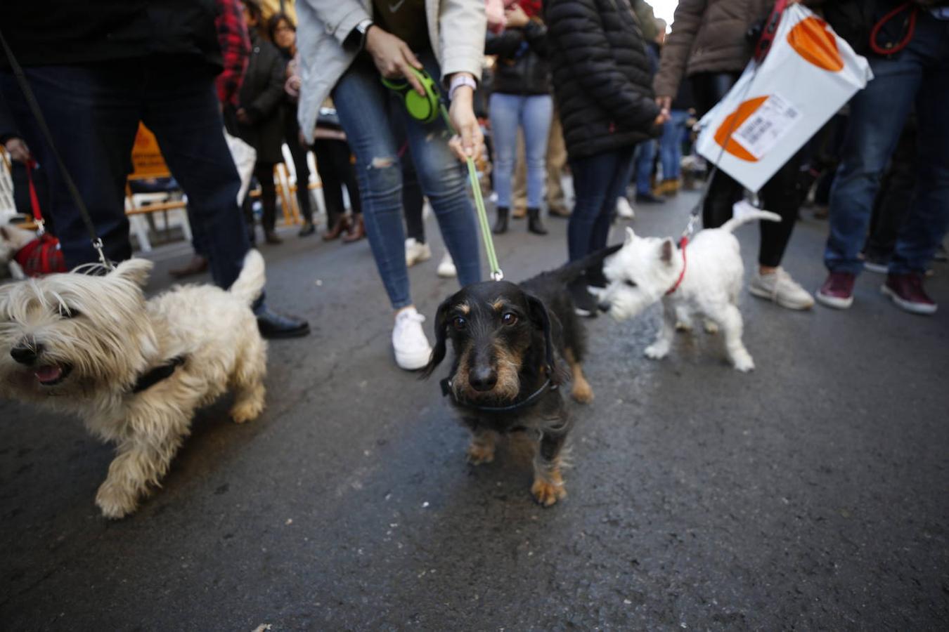 Fotos: Las mascotas celebran San Antonio en Valencia