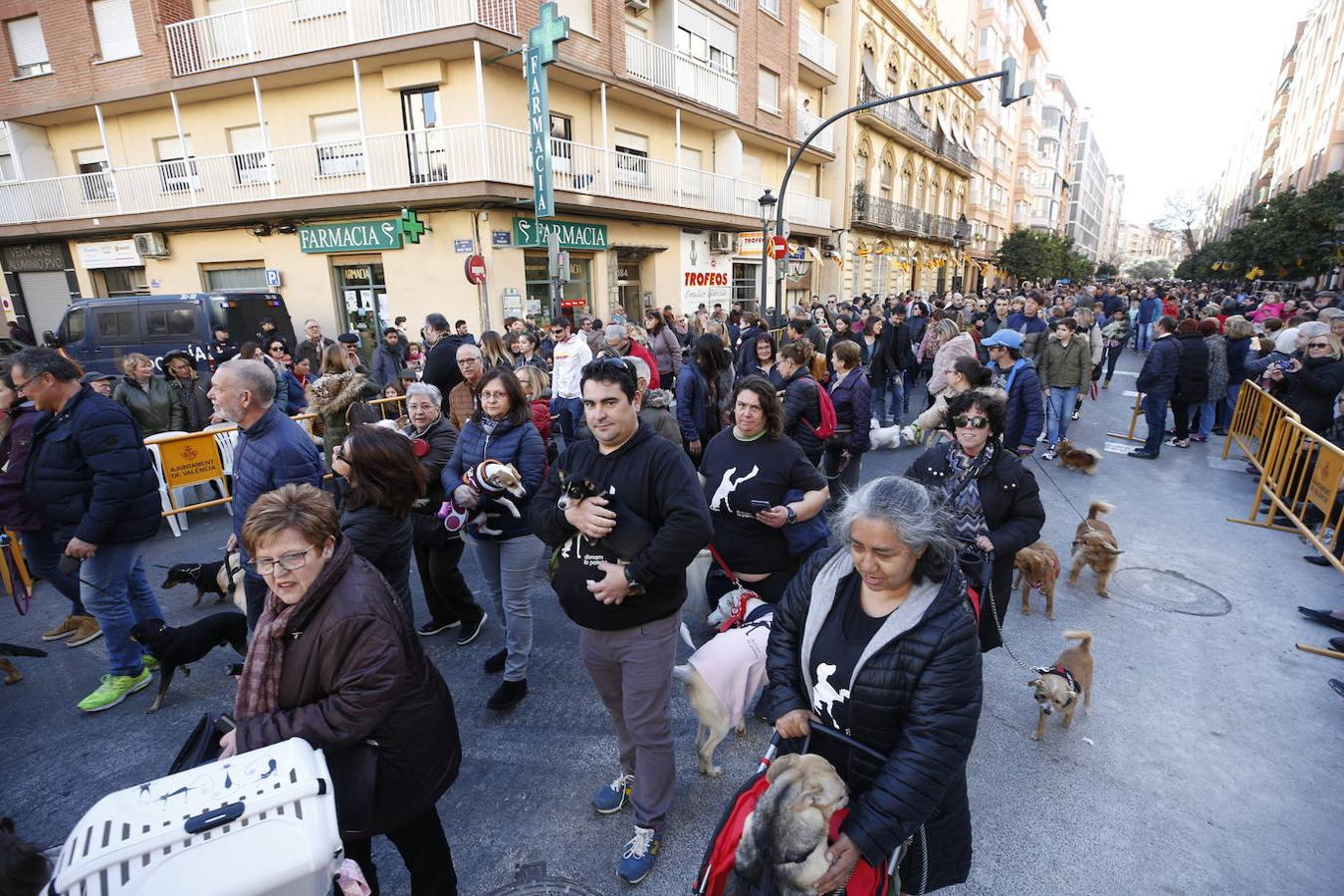 Fotos: Las mascotas celebran San Antonio en Valencia