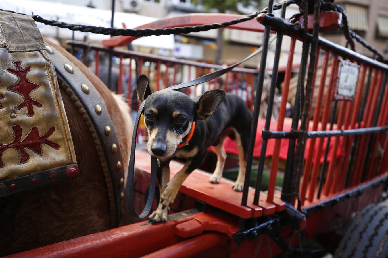 Fotos: Las mascotas celebran San Antonio en Valencia