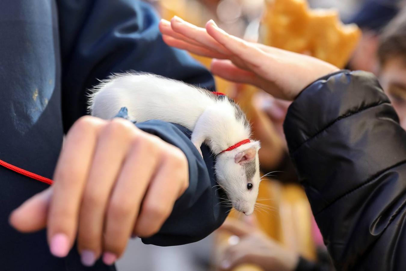 Fotos: Las mascotas celebran San Antonio en Valencia