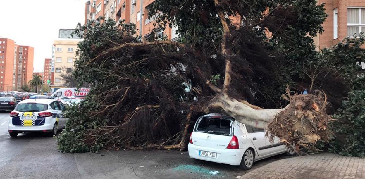 Árboles. Coche destrozado en la Pechina. 