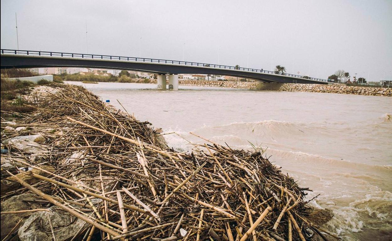 Temporal Gloria | Gandia espera ayudas para retirar los montones de cañas y devolver las playas a su estado habitual