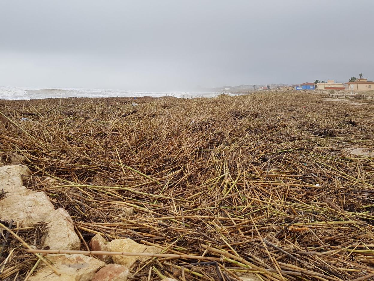 Marenys de Rafalcaid.
Toneladas de cañas en la
playa, junto al Serpis
