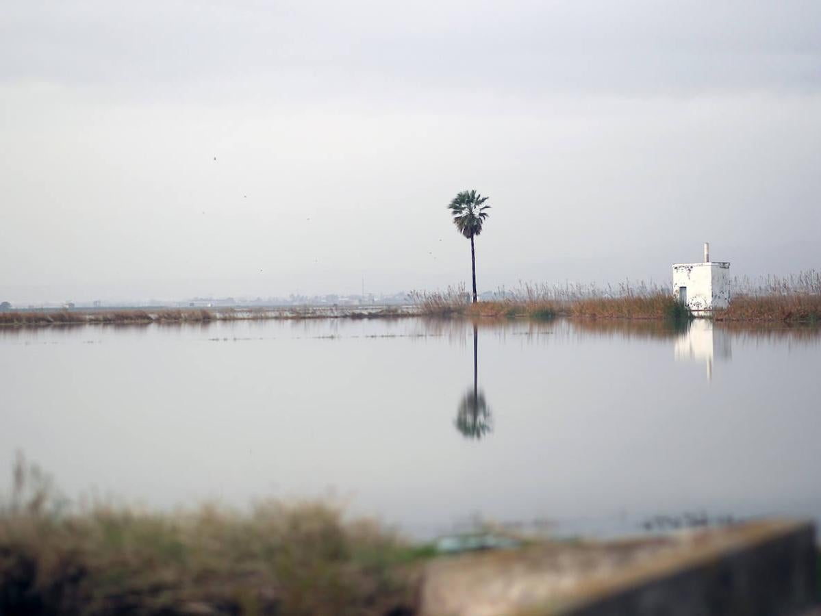 Fotos: Los arrozales de la Albufera