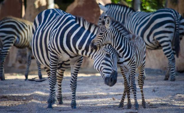 El Bioparc celebra su duodécimo aniversario.