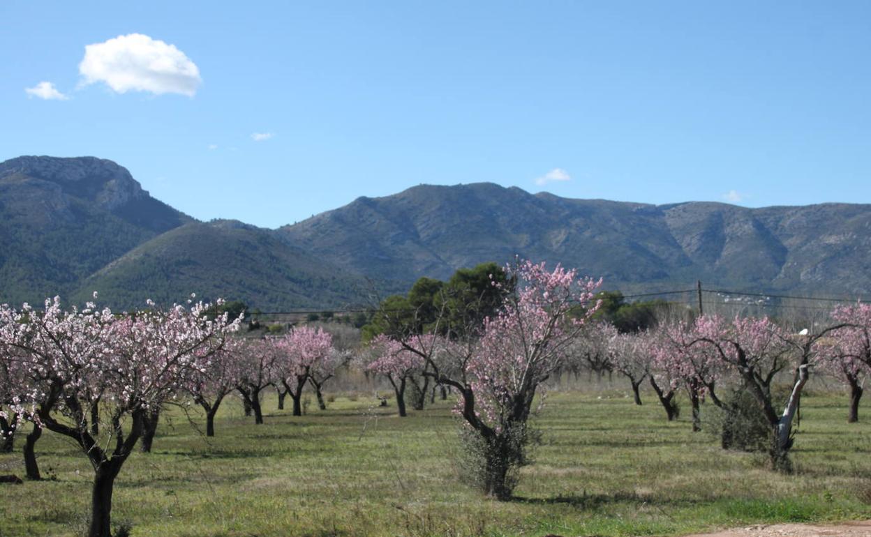 ampo de almendros afectado por la Xylella situado en el término municipal de Alcalalí 