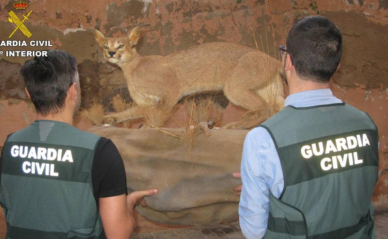 El ejemplar de felino disecado. 