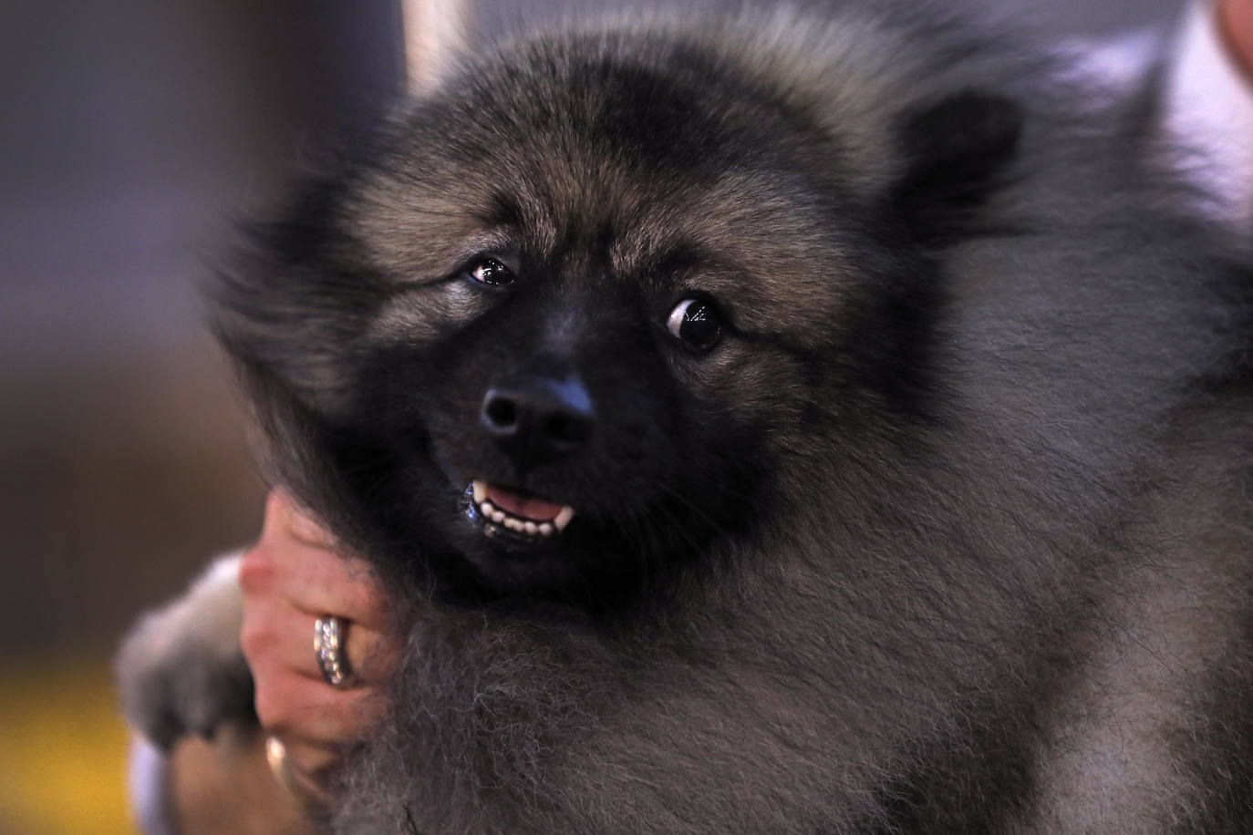 Un caniche llamado Shiba ha sido coronado 'Best in Show'' (el mejor perro) en el concurso anual Westminster Kennel ClubDog Show celebrado esta semana en Nueva York.