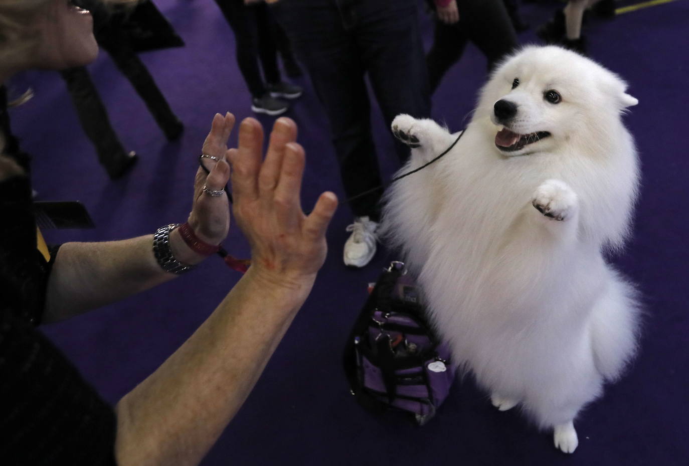 Un caniche llamado Shiba ha sido coronado 'Best in Show'' (el mejor perro) en el concurso anual Westminster Kennel ClubDog Show celebrado esta semana en Nueva York.