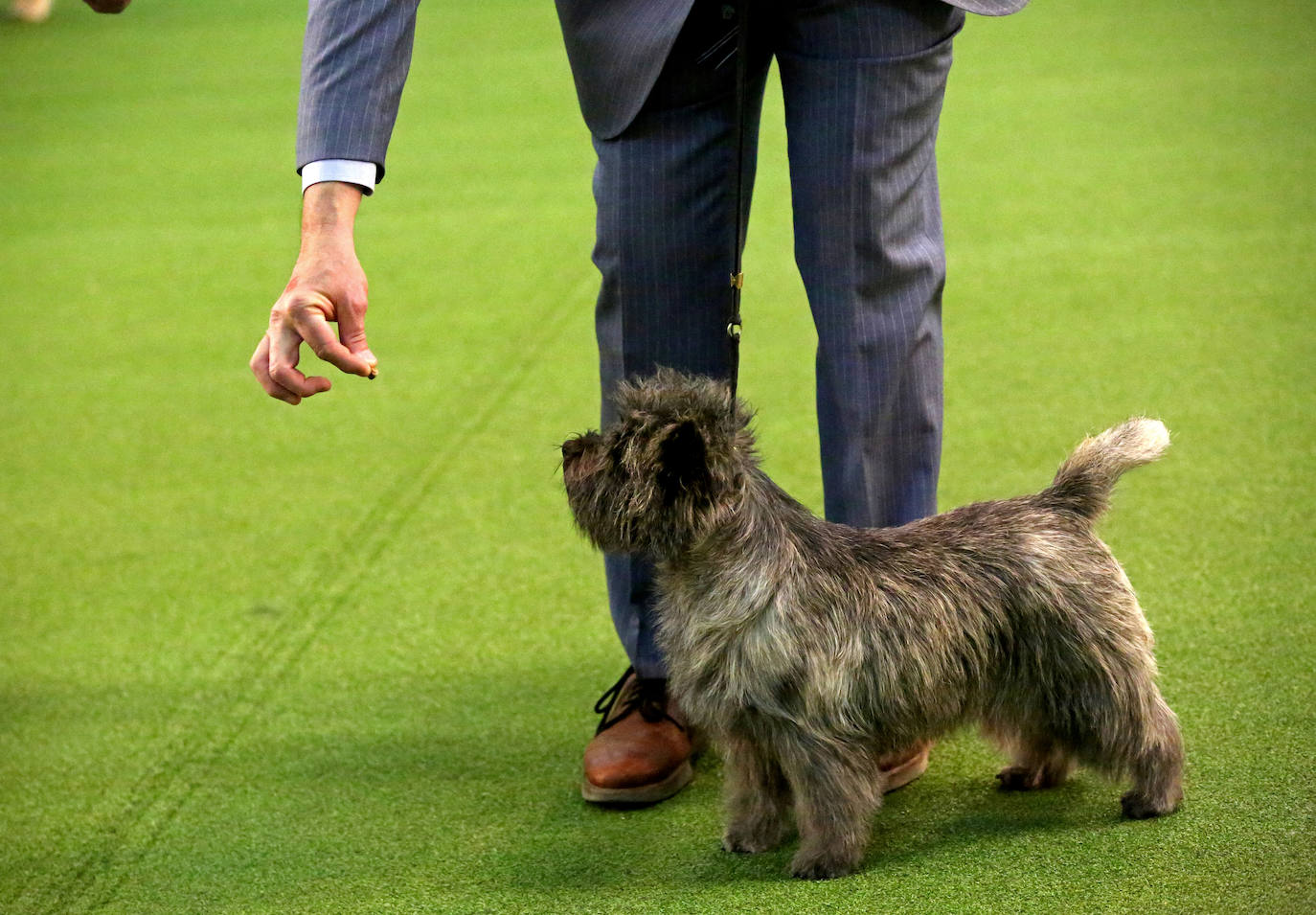 Un caniche llamado Shiba ha sido coronado 'Best in Show'' (el mejor perro) en el concurso anual Westminster Kennel ClubDog Show celebrado esta semana en Nueva York.