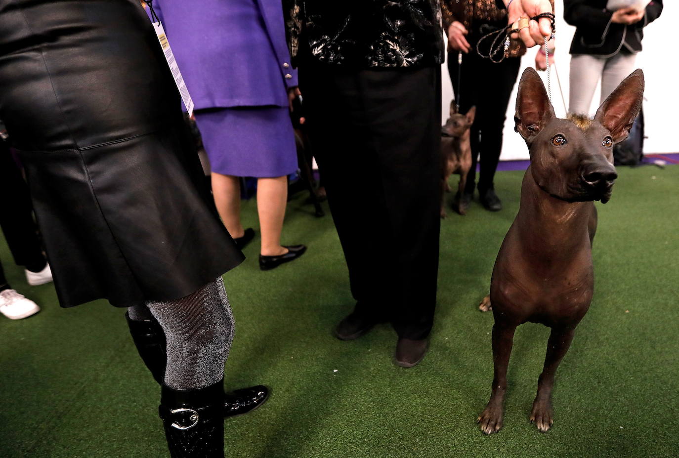 Un caniche llamado Shiba ha sido coronado 'Best in Show'' (el mejor perro) en el concurso anual Westminster Kennel ClubDog Show celebrado esta semana en Nueva York.