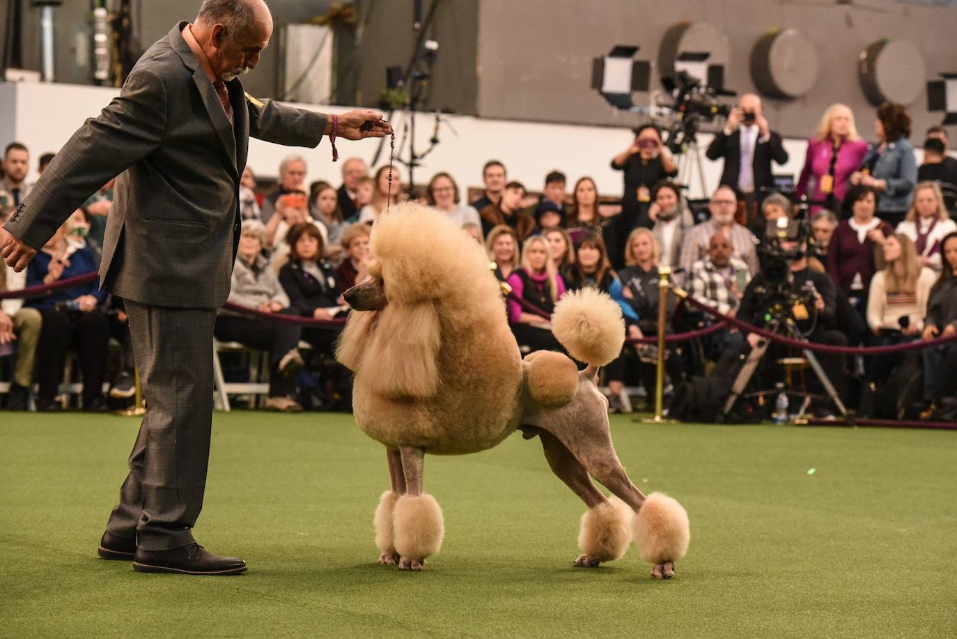 Un caniche llamado Shiba ha sido coronado 'Best in Show'' (el mejor perro) en el concurso anual Westminster Kennel ClubDog Show celebrado esta semana en Nueva York.