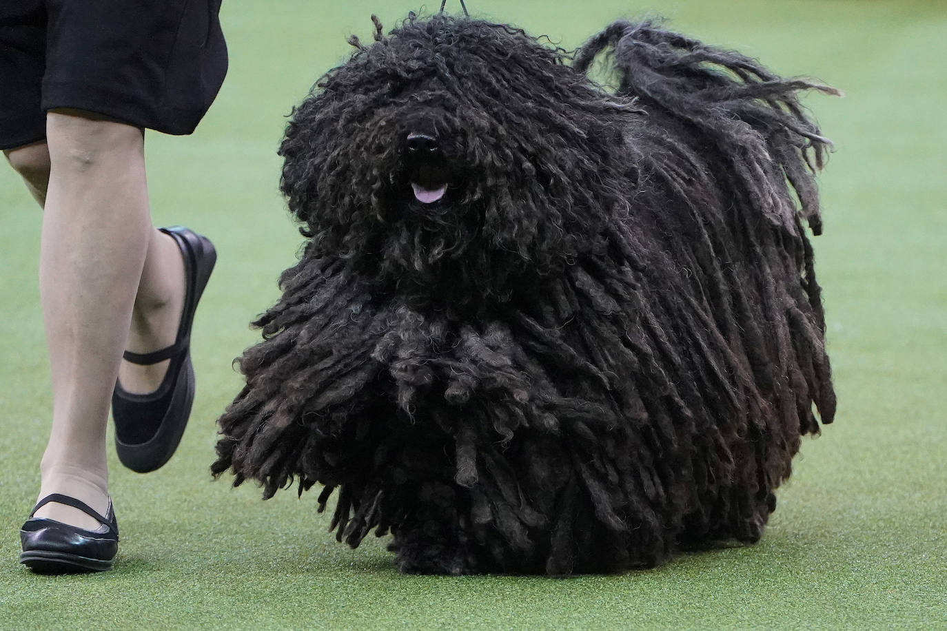 Un caniche llamado Shiba ha sido coronado 'Best in Show'' (el mejor perro) en el concurso anual Westminster Kennel ClubDog Show celebrado esta semana en Nueva York.