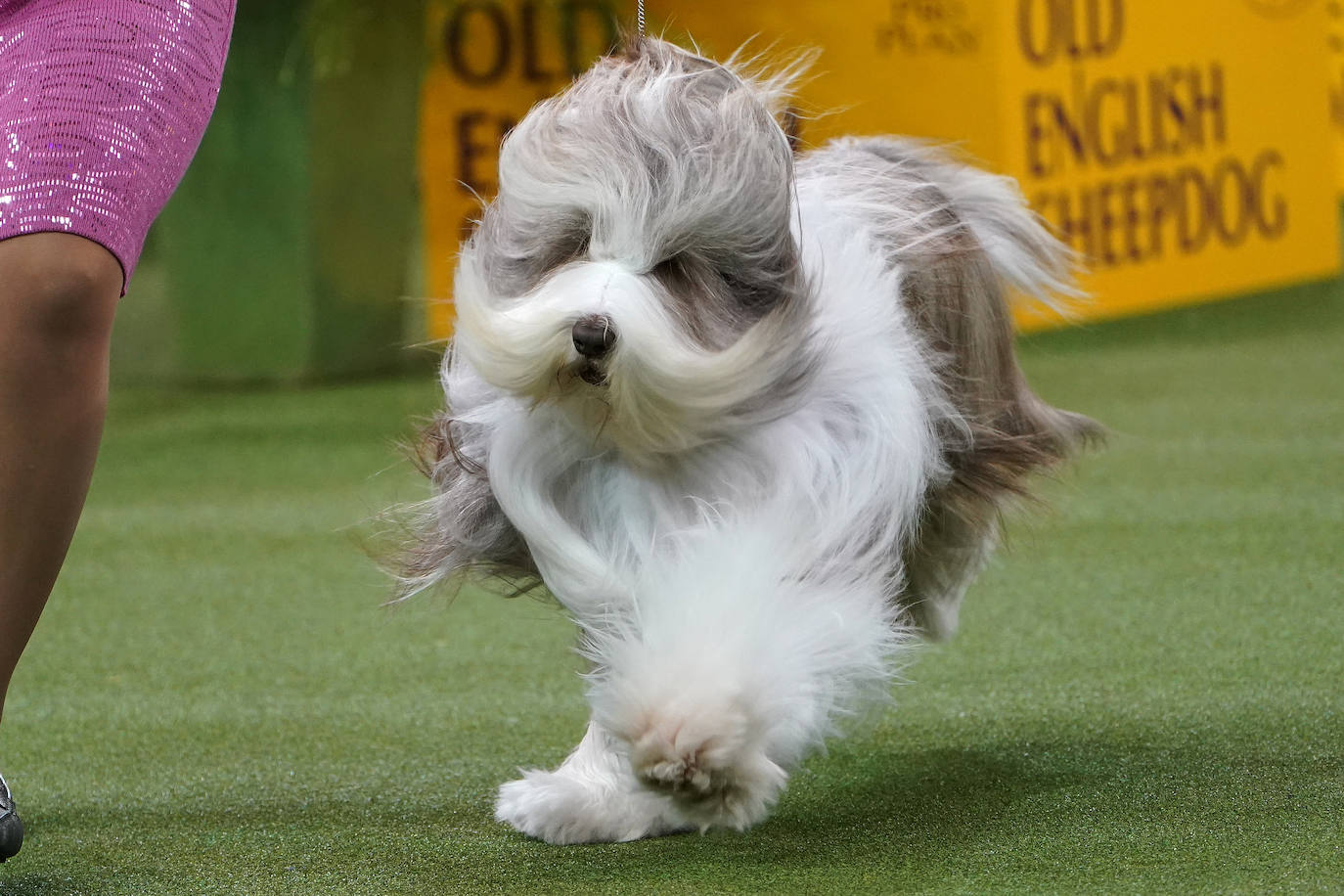 Un caniche llamado Shiba ha sido coronado 'Best in Show'' (el mejor perro) en el concurso anual Westminster Kennel ClubDog Show celebrado esta semana en Nueva York.