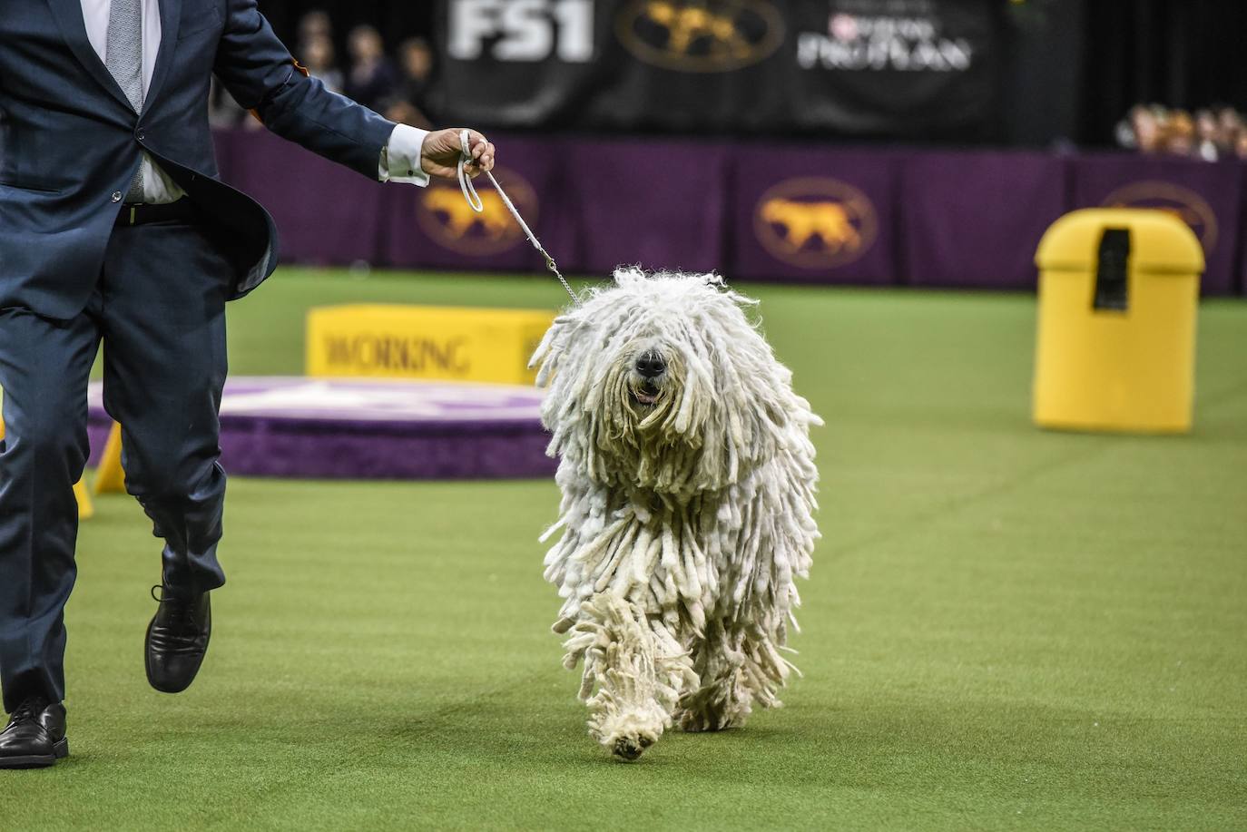 Un caniche llamado Shiba ha sido coronado 'Best in Show'' (el mejor perro) en el concurso anual Westminster Kennel ClubDog Show celebrado esta semana en Nueva York.