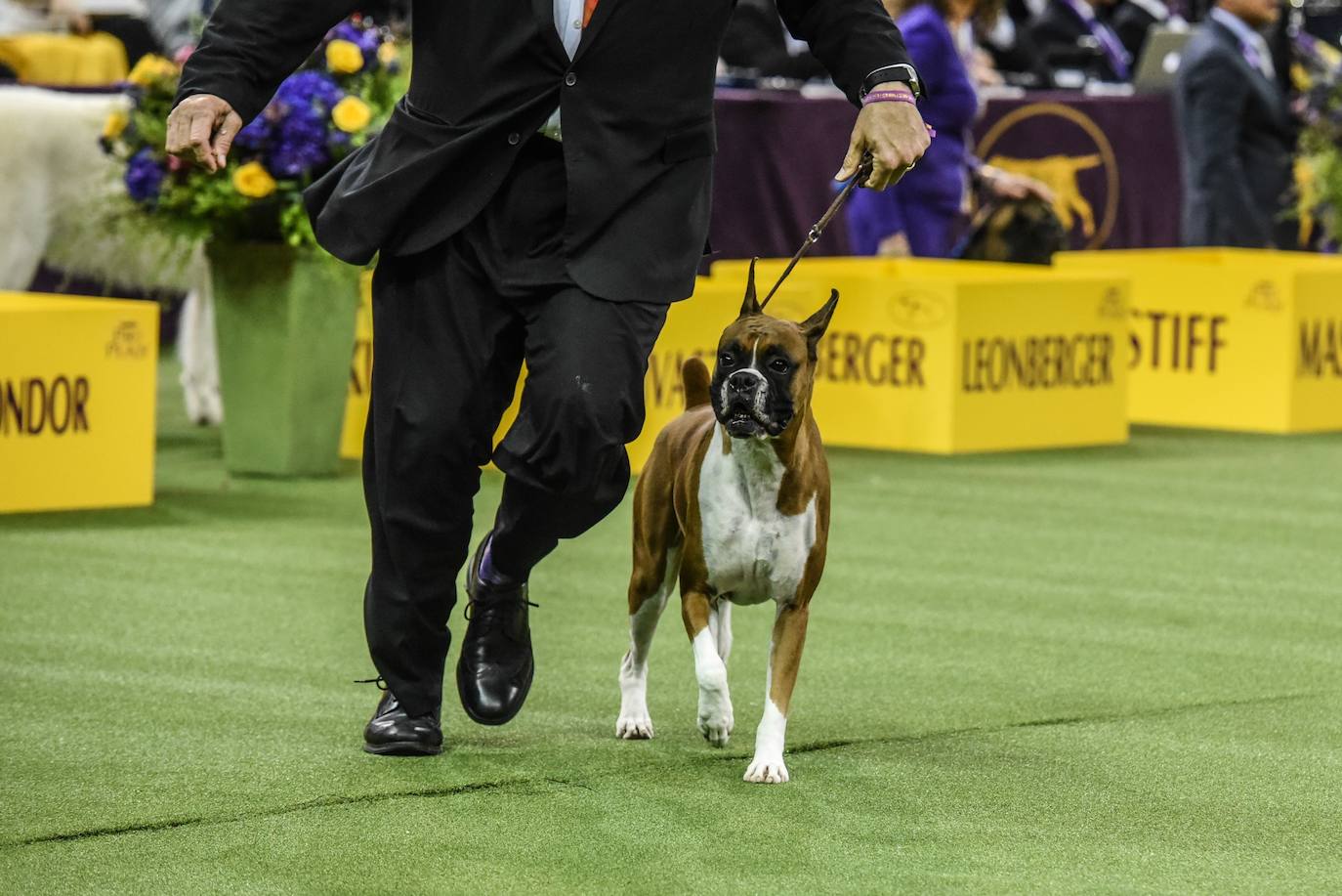 Un caniche llamado Shiba ha sido coronado 'Best in Show'' (el mejor perro) en el concurso anual Westminster Kennel ClubDog Show celebrado esta semana en Nueva York.