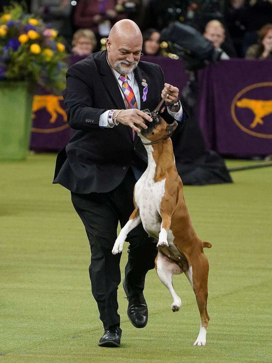 Un caniche llamado Shiba ha sido coronado 'Best in Show'' (el mejor perro) en el concurso anual Westminster Kennel ClubDog Show celebrado esta semana en Nueva York.