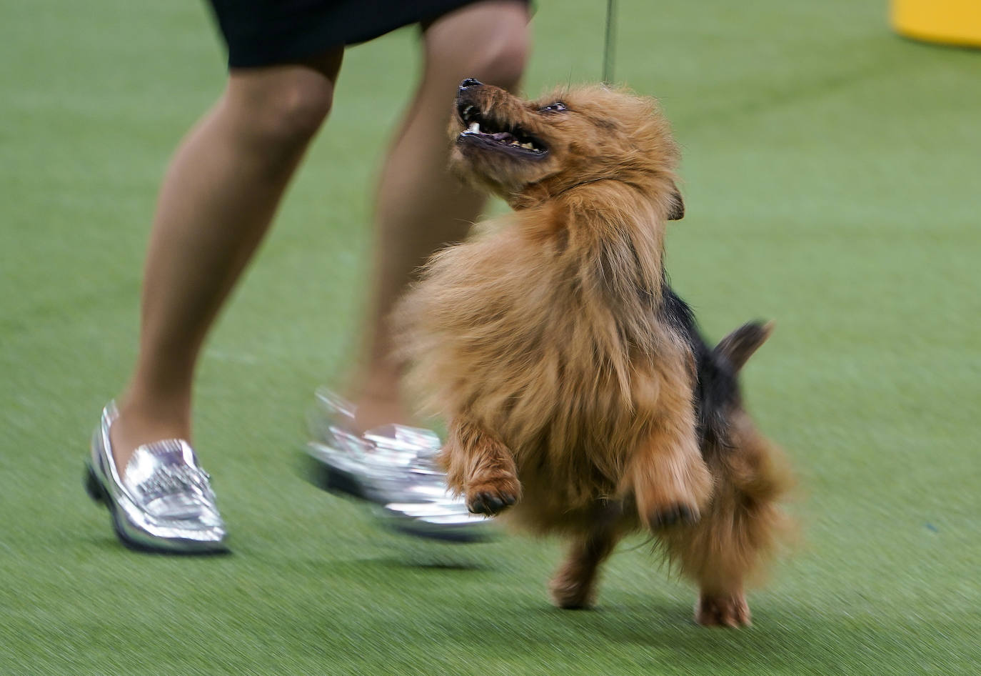 Un caniche llamado Shiba ha sido coronado 'Best in Show'' (el mejor perro) en el concurso anual Westminster Kennel ClubDog Show celebrado esta semana en Nueva York.