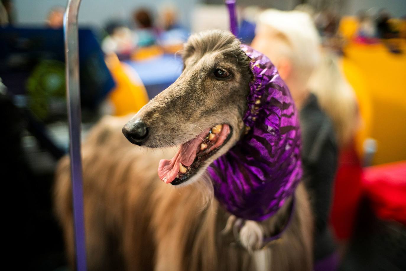 Un caniche llamado Shiba ha sido coronado 'Best in Show'' (el mejor perro) en el concurso anual Westminster Kennel ClubDog Show celebrado esta semana en Nueva York. 