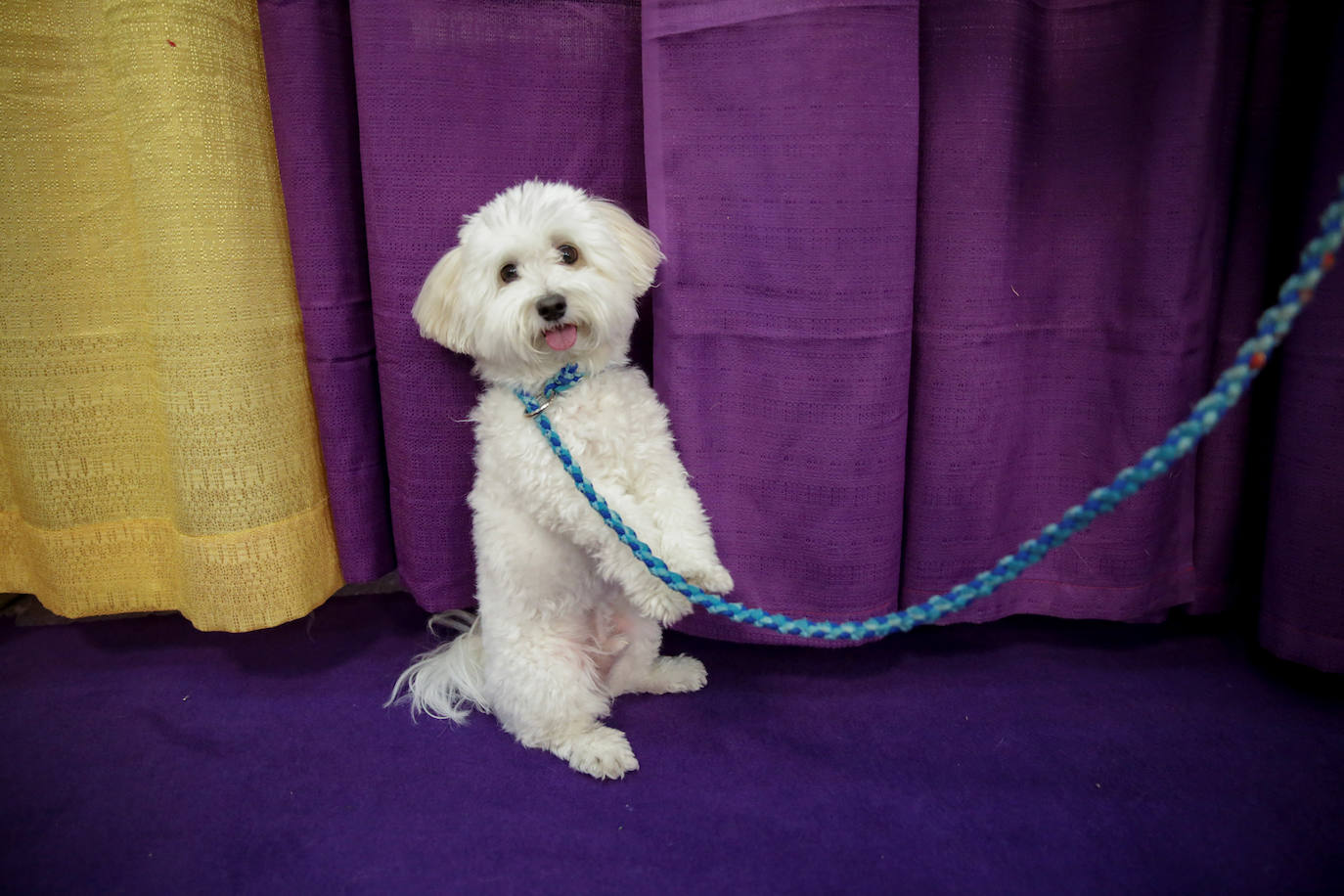 Un caniche llamado Shiba ha sido coronado 'Best in Show'' (el mejor perro) en el concurso anual Westminster Kennel ClubDog Show celebrado esta semana en Nueva York. 