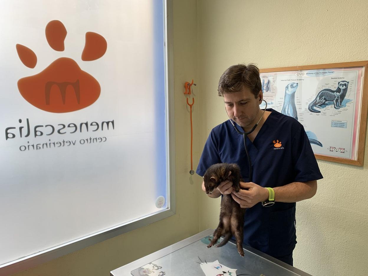 Jacobo Giner, el veterinario valenciano que ha confirmado el primer caso de leishmaniosis en hurones domésticos. lp