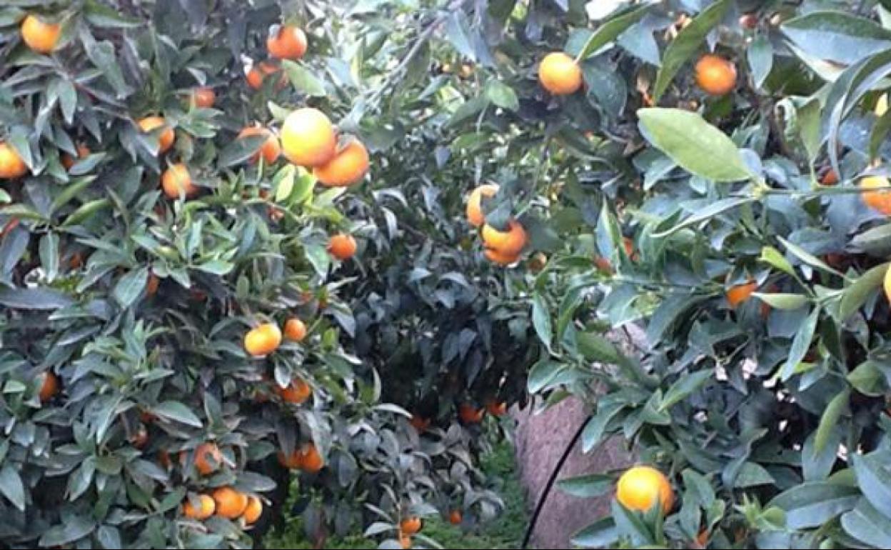 Un huerto valenciano de mandarina Orri.