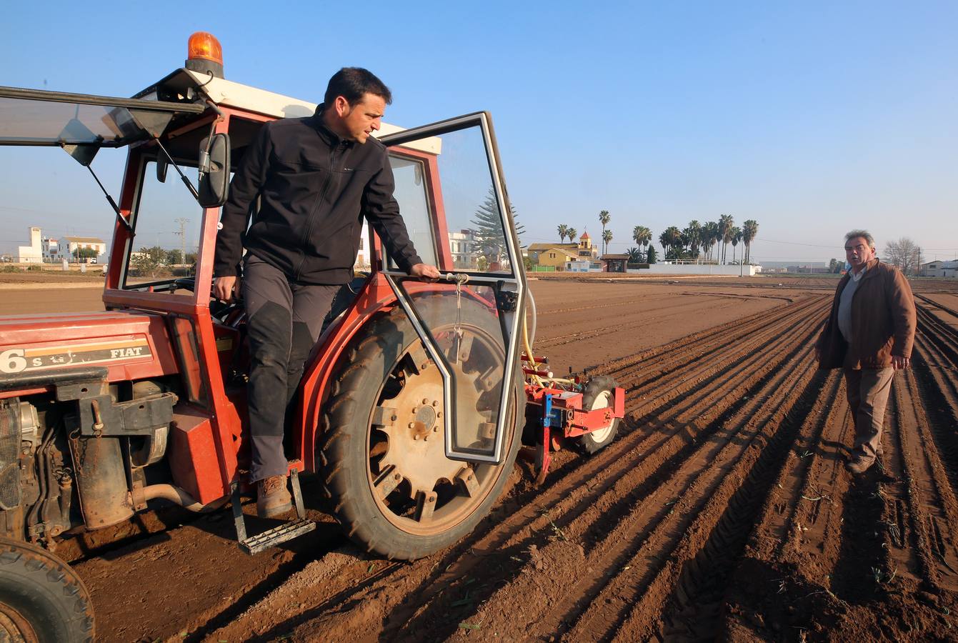 Salvador y Voro Roig, padre e hijo unidos por el cultivo de alcahofas, sandías o cebollas en Almàssera. 