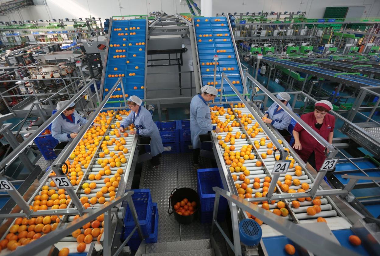 Llevar un kilo de naranjas del árbol hasta su envasado aumenta el coste en 38 céntimos