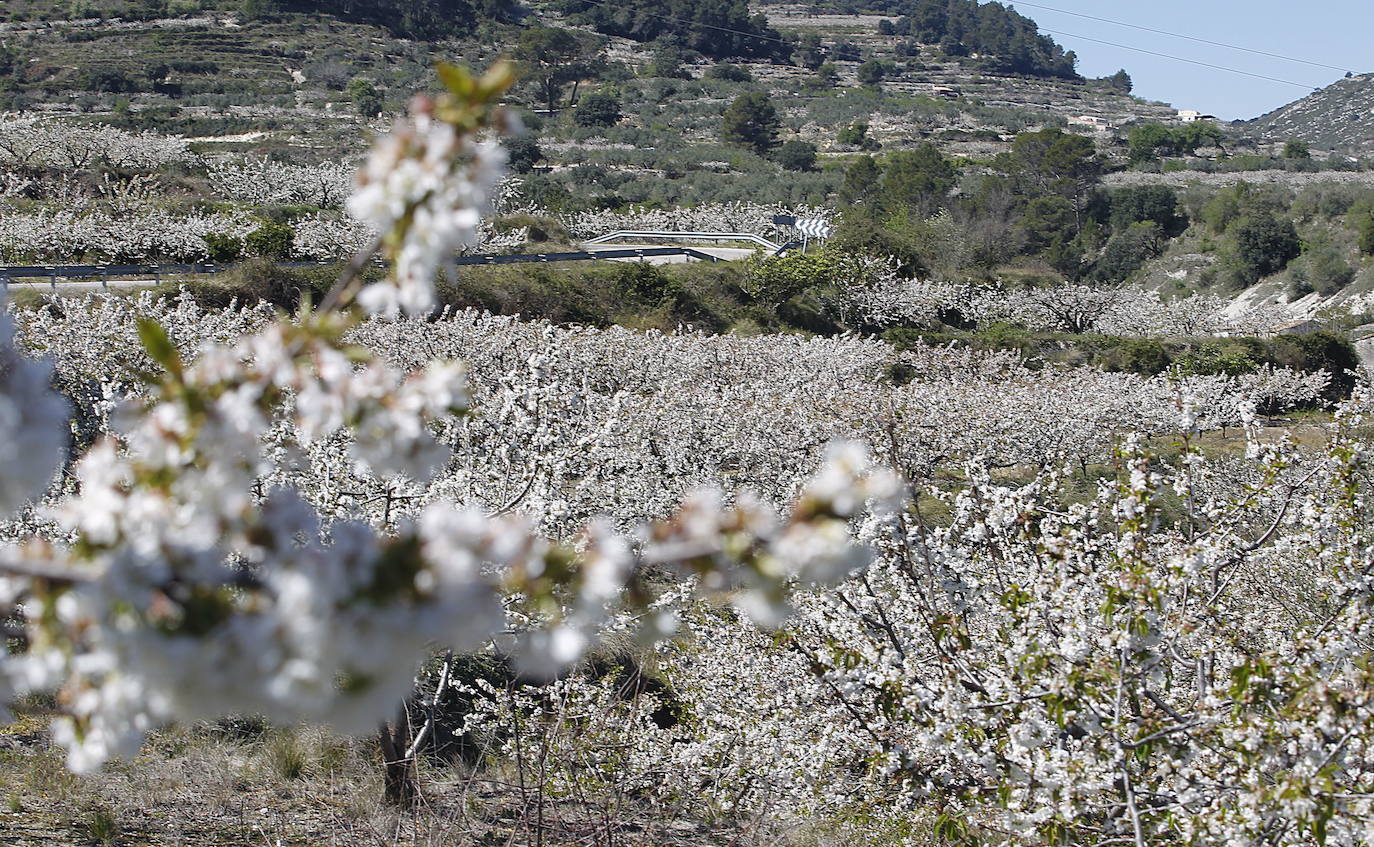 La Vall de Gallinera, en la comarca alicantina de la Marina Alta, se ha aupado al primer puesto en el ranking de los mejores cerezos en flor de España, según la revista de viajes Condé Nast Traveler. Por detrás, en el segundo lugar se ha situado Alfarnate, en Málaga; el tercero puesto ha sido para el Valle del Jerte, en Cáceres; el cuarto, El Hornillo en Ávila; y, el quinto puesto le corresponde al Valle de las Caderechas en Burgos.