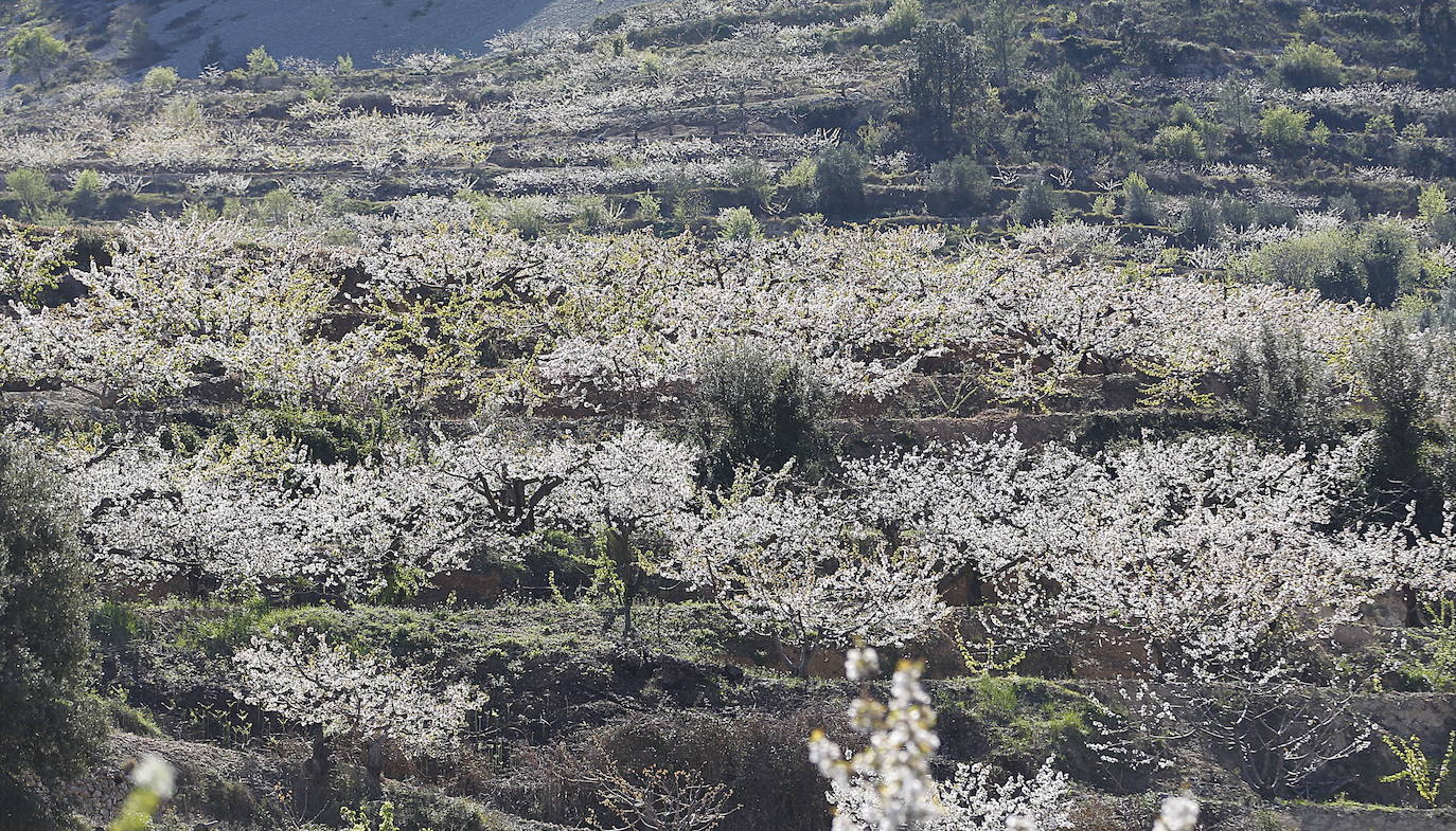 La Vall de Gallinera, en la comarca alicantina de la Marina Alta, se ha aupado al primer puesto en el ranking de los mejores cerezos en flor de España, según la revista de viajes Condé Nast Traveler. Por detrás, en el segundo lugar se ha situado Alfarnate, en Málaga; el tercero puesto ha sido para el Valle del Jerte, en Cáceres; el cuarto, El Hornillo en Ávila; y, el quinto puesto le corresponde al Valle de las Caderechas en Burgos.