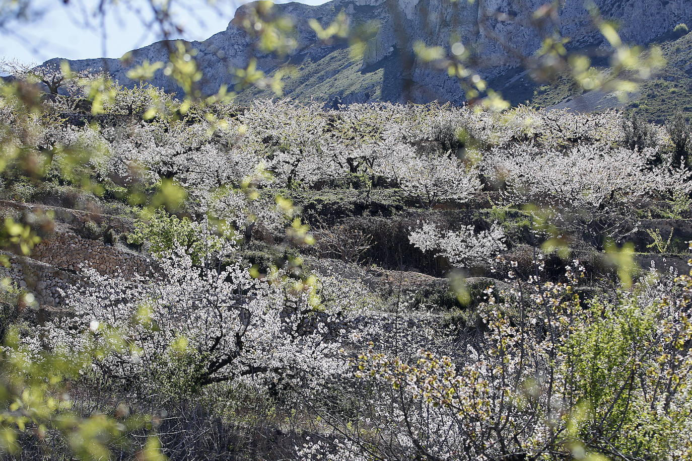 La Vall de Gallinera, en la comarca alicantina de la Marina Alta, se ha aupado al primer puesto en el ranking de los mejores cerezos en flor de España, según la revista de viajes Condé Nast Traveler. Por detrás, en el segundo lugar se ha situado Alfarnate, en Málaga; el tercero puesto ha sido para el Valle del Jerte, en Cáceres; el cuarto, El Hornillo en Ávila; y, el quinto puesto le corresponde al Valle de las Caderechas en Burgos.