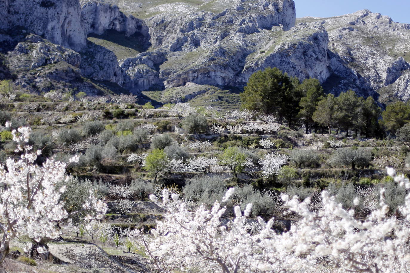 La Vall de Gallinera, en la comarca alicantina de la Marina Alta, se ha aupado al primer puesto en el ranking de los mejores cerezos en flor de España, según la revista de viajes Condé Nast Traveler. Por detrás, en el segundo lugar se ha situado Alfarnate, en Málaga; el tercero puesto ha sido para el Valle del Jerte, en Cáceres; el cuarto, El Hornillo en Ávila; y, el quinto puesto le corresponde al Valle de las Caderechas en Burgos.