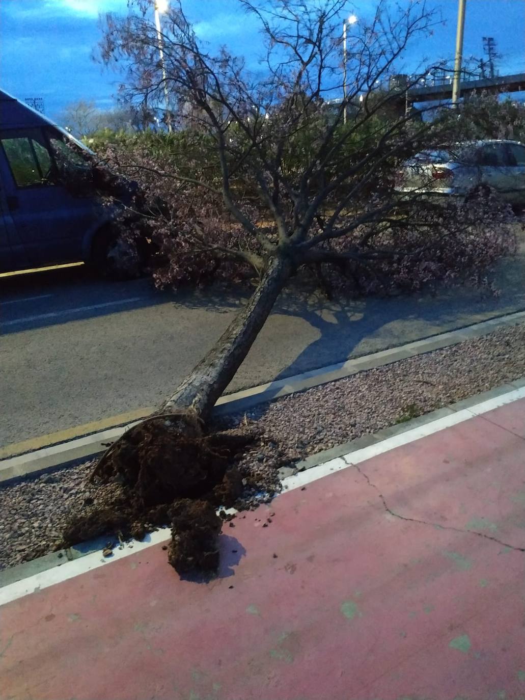 Árbol arrancado por el viento en Torrent.