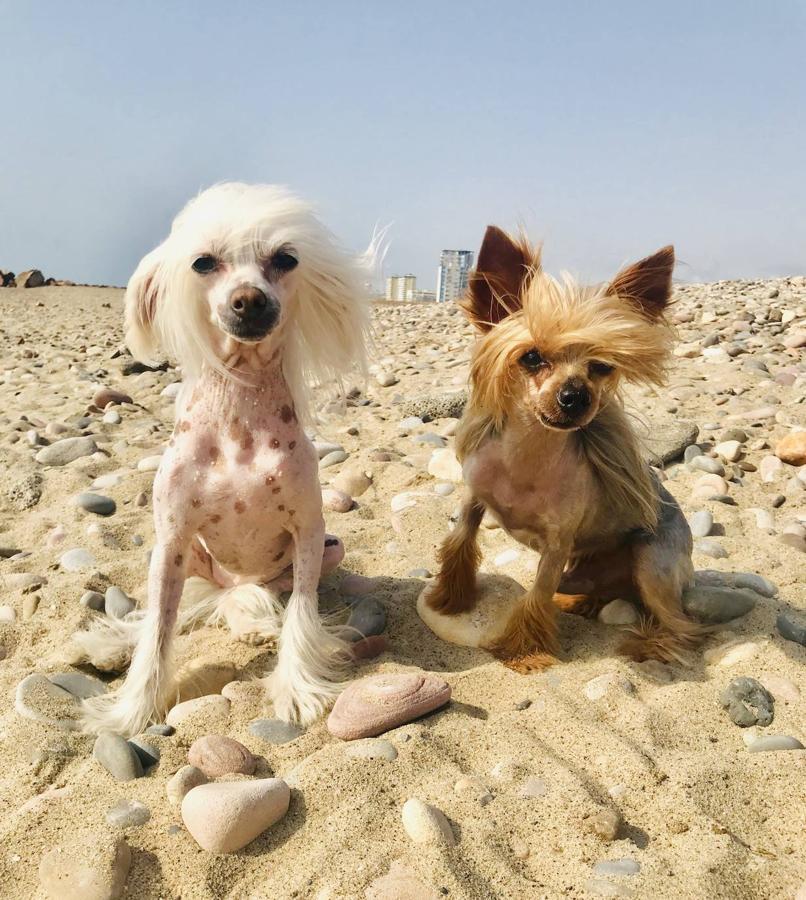 Tuchi y Romeo comparten casa, vida y la necesidad de estar siempre cerca de sus dueños, Rafa Moreno y José Alandes, que les encanta acicalarles. 