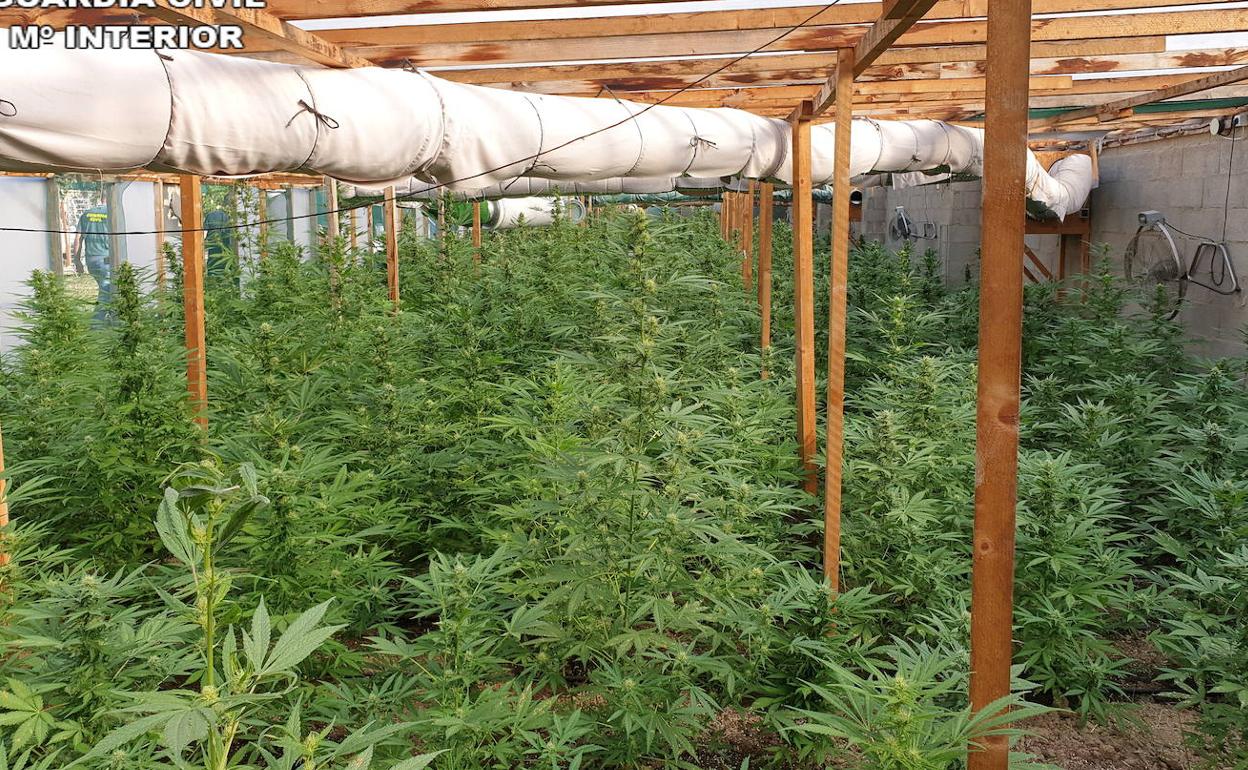 Una de las plantaciones de marihuana de la banda criminal. 