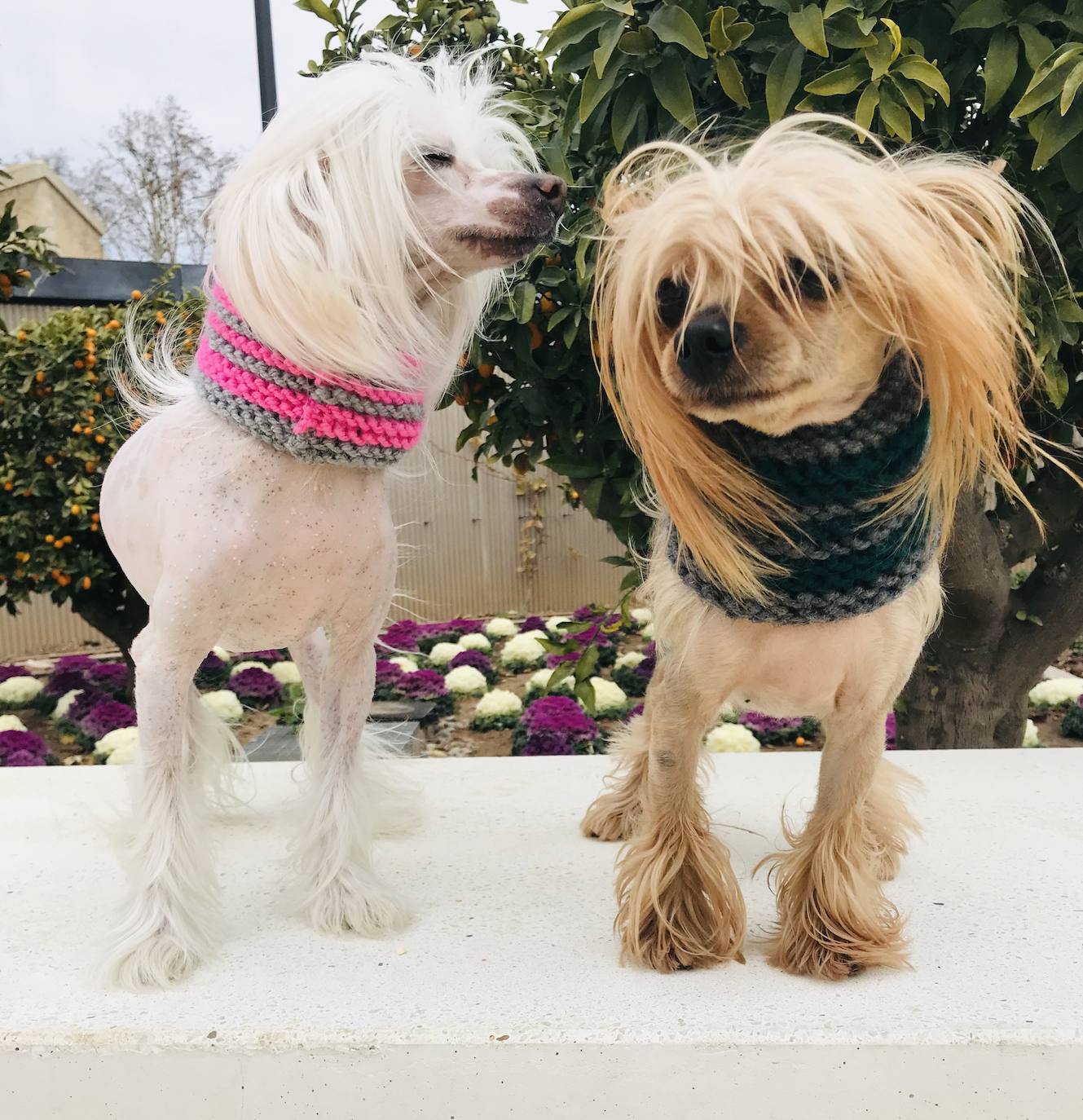 Tuchi y Romeo comparten casa, vida y la necesidad de estar siempre cerca de sus dueños, Rafa Moreno y José Alandes, que les encanta acicalarles. 