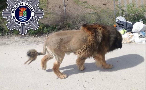 Un perro con apariencia de león genera varios avisos para la Policía Local 